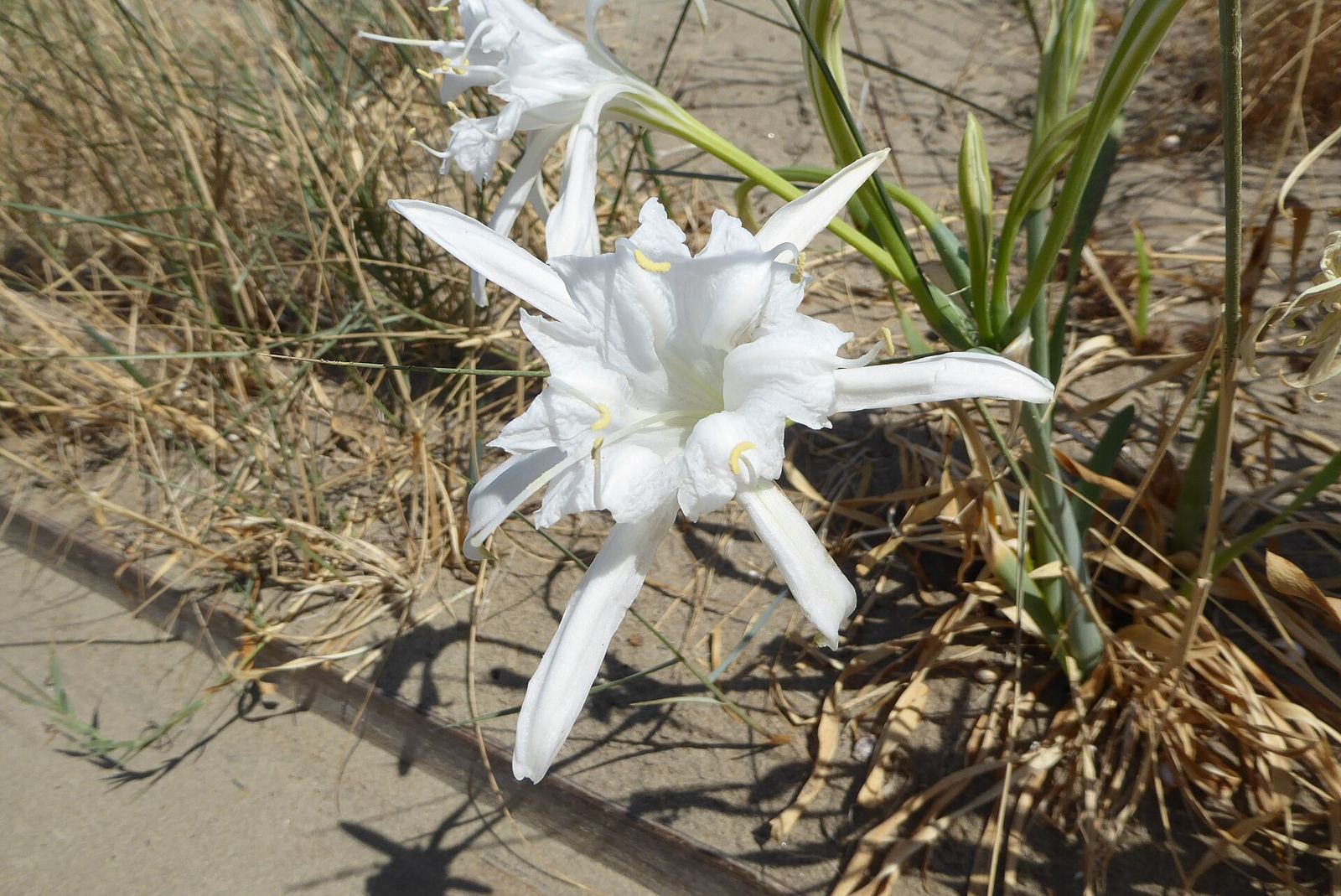 Giglio di mare